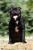 STAFFIE 398